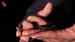 Aliens in the Jungle? Instructional Video