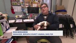 ‘Like I won the lottery.’ Dog struck by car in Hackensack finds new home News Clip