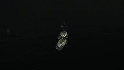 Spider on the web, wraps midge in cocoon Stock Footage