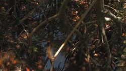 Everglades National Park - Mangrove Instructional Video