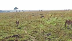 cheetahs and wildebeests in savanna at africa Stock Footage
