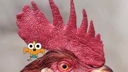 The Power of Optimism Instructional Video