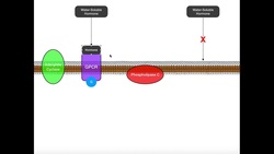 Overview & Comparison of Water- vs Lipid-Soluble Hormones Instructional Video