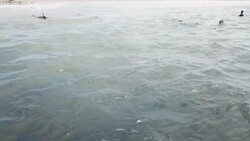 Drone aerial shots of sea lions on beach in Namibia News Clip