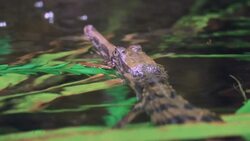 These Adorable Baby Gharials Learn How to Hunt Instructional Video