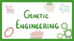 GCSE Biology - Genetic Engineering #82 Instructional Video