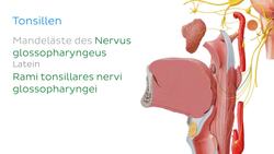 Nervus glossopharyngeus Instructional Video
