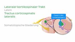 Rückenmark - Weiße Substanz Instructional Video
