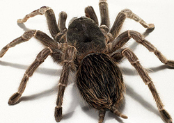 Tracking tarantulas Instructional Video