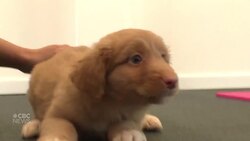 Downward dog, featuring literal dogs News Clip