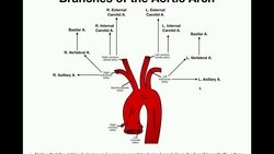 Anatomy | Branches of the Aortic Arch Instructional Video
