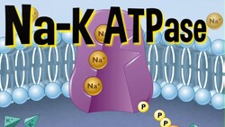 Sodium Potassium ATPase Instructional Video