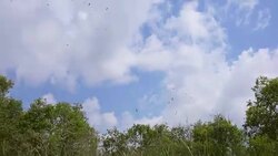 Large Nestling Great Egret in Large Nestling Great Egret in Phatthalung Province Stock Footage