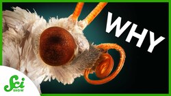 The Absolute Worst Thing About Butterflies Instructional Video