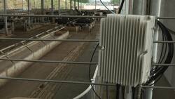 British cows moo-ve into new tech with 5G collars News Clip