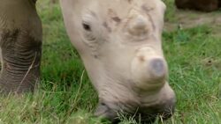 The Key to Taking Care of Rhinos Is Gaining Their Trust Instructional Video