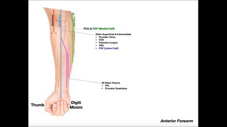 ORGANIZE! Anterior Forearm Muscle Innervation