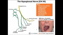 Hypoglossal Nerve | Structure and Physiology Instructional Video