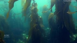 Coastlines: ‘Conservation is just a way of life,’ Heiltsuk Nation member says News Clip