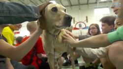 Animals To Make You Smile! Instructional Video