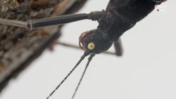 The Mysterious Black Beauty Stick Insect of Peru Instructional Video