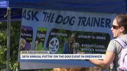 'Puttin' on the Dog' adoption event in Greenwich marks 36th year Instructional Video