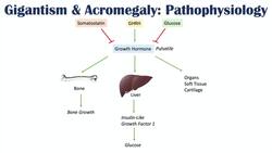 Gigantism & Acromegaly | Growth Hormone, Signs & Symptoms, Diagnosis, Treatment Instructional Video