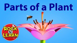 Photosynthesis and Parts of a Plant Instructional Video