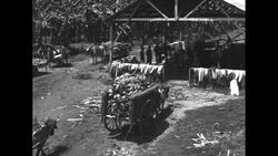 Harvested bananas in tropical country being prepared for shipping News Clip
