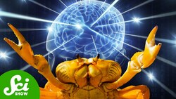 The Crabs That Revolutionized Neuroscience Instructional Video