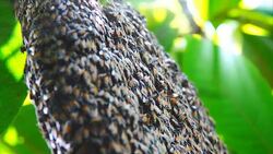 4K: Bees on tree Stock Footage