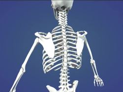 Introduction to Vertebrates Instructional Video