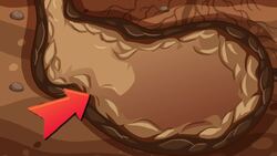 I WONDER - What Is A Fox Den? Instructional Video