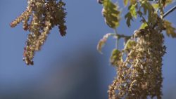 Episode 17: Black Oaks Instructional Video