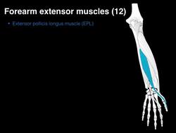 Forearm extensor muscles Instructional Video