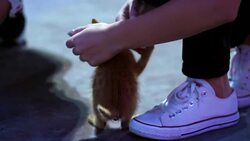 Red kitten walking near female feet. Girl stroking beautiful homeless kitten Stock Footage
