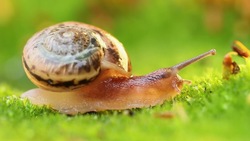 Phylum Mollusca Part 2: Class Gastropoda (Slugs and Snails) Instructional Video