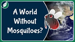 A World Without Mosquitoes? Instructional Video