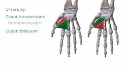 Musculus adductor pollicis Instructional Video