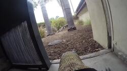 Dragon Vision! See Life Through the Eyes of the Largest Lizard on Earth Instructional Video