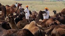 Pushkar Camel Fair, India Stock Footage