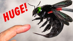 Stung by a Giant Black Bee! Instructional Video