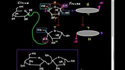 Disaccharides Sucrose Instructional Video