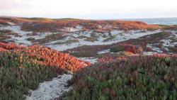 Plant Activities: Summing Up (Plant Activities) Instructional Video