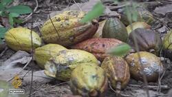 Ivory Coast’s cocoa production faces climate crisis, disease, and US tariffs News Clip