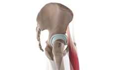 Rectus femoris muscle (3D) Instructional Video