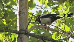 Atmosphere and Allusion Instructional Video