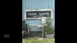 #TheMoment a water buffalo herd roamed through Surrey, B.C. News Clip