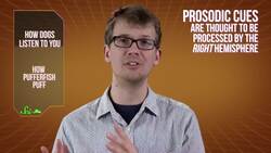 How Dogs Really Listen to Us, and How Pufferfish Puff Instructional Video