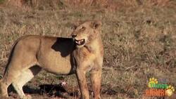 The Fascinating World of Lions: Facts and Behavior Instructional Video